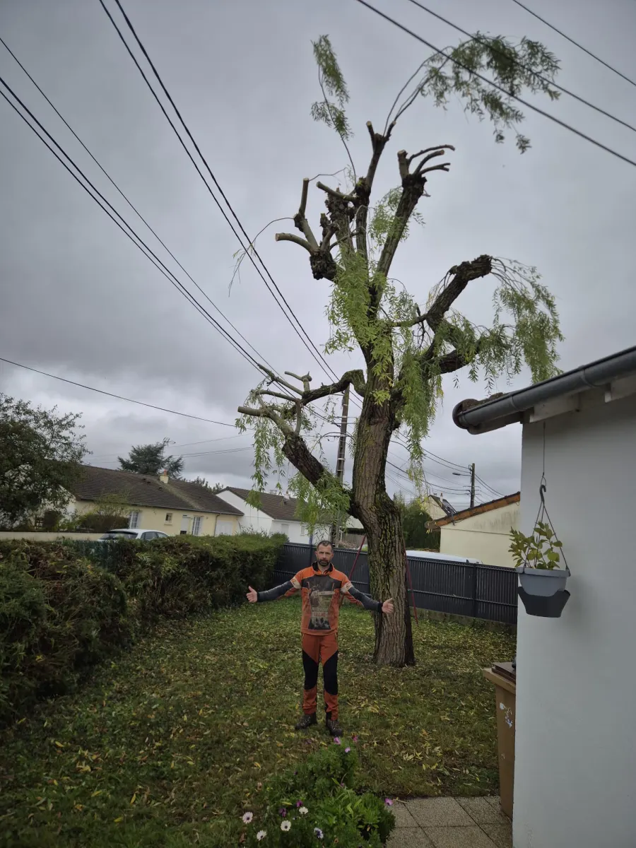 Mickaël Élagueur - Réalisation élagage d'arbre