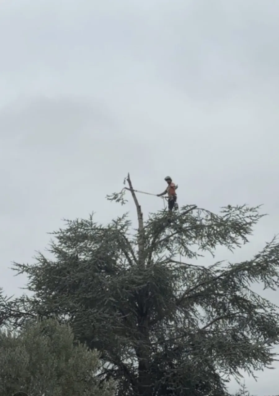Mickaël Élagueur - Réalisation élagage d'arbre