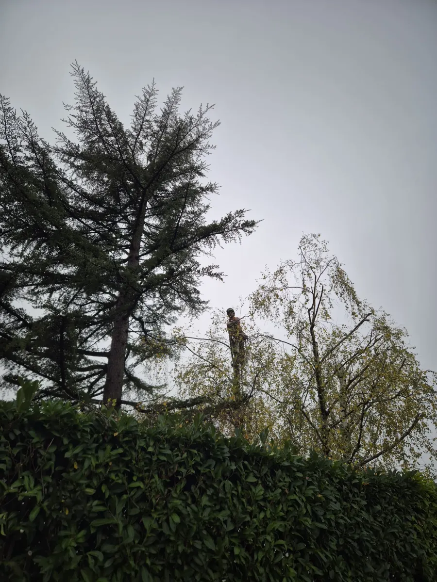 Mickaël Élagueur - Réalisation élagage d'arbre