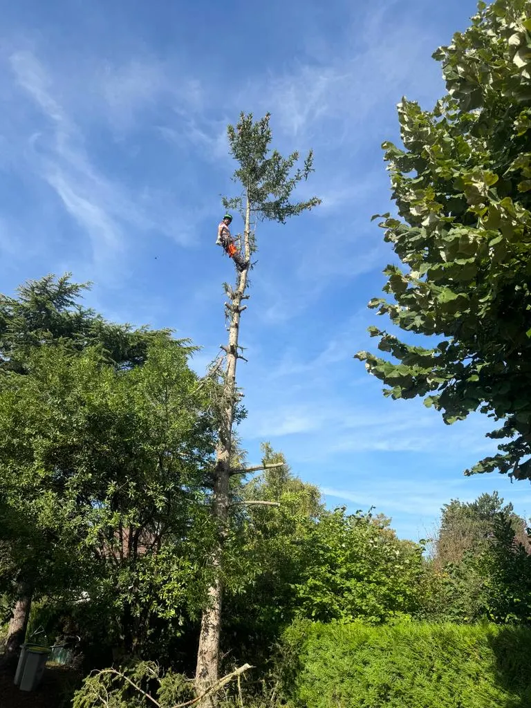 Mickaël Élagueur - Réalisation élagage d'arbre