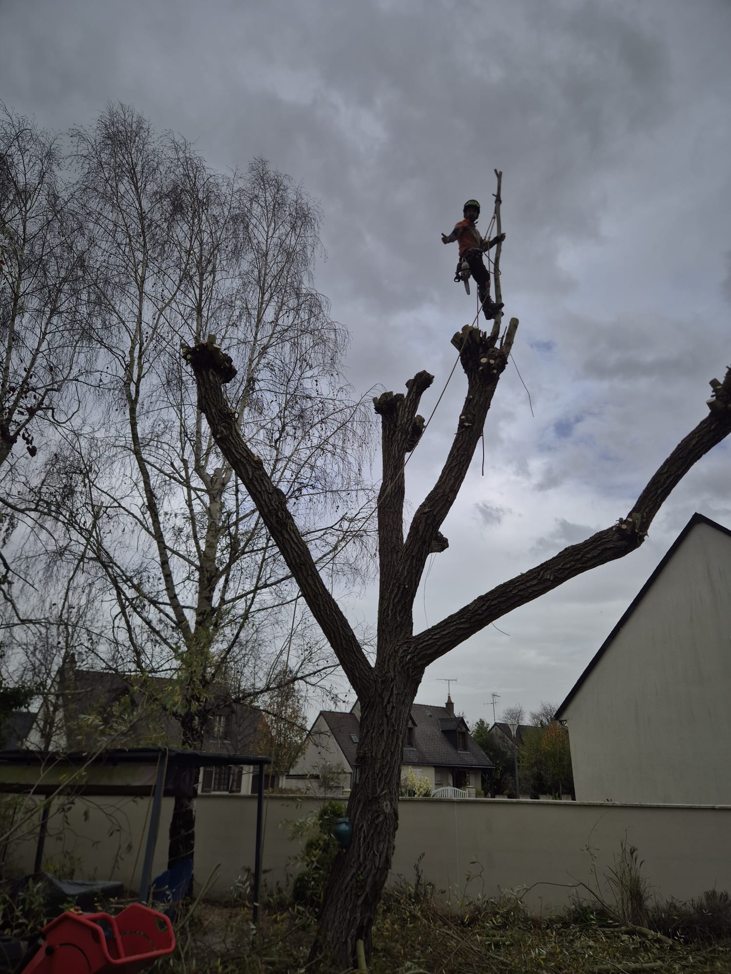 Mickaël Élagueur - Réalisation élagage d'arbre