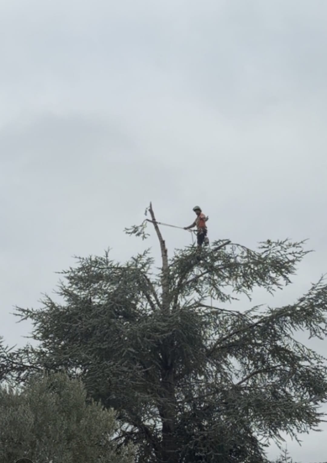 Mickaël Élagueur - Réalisation élagage d'arbre