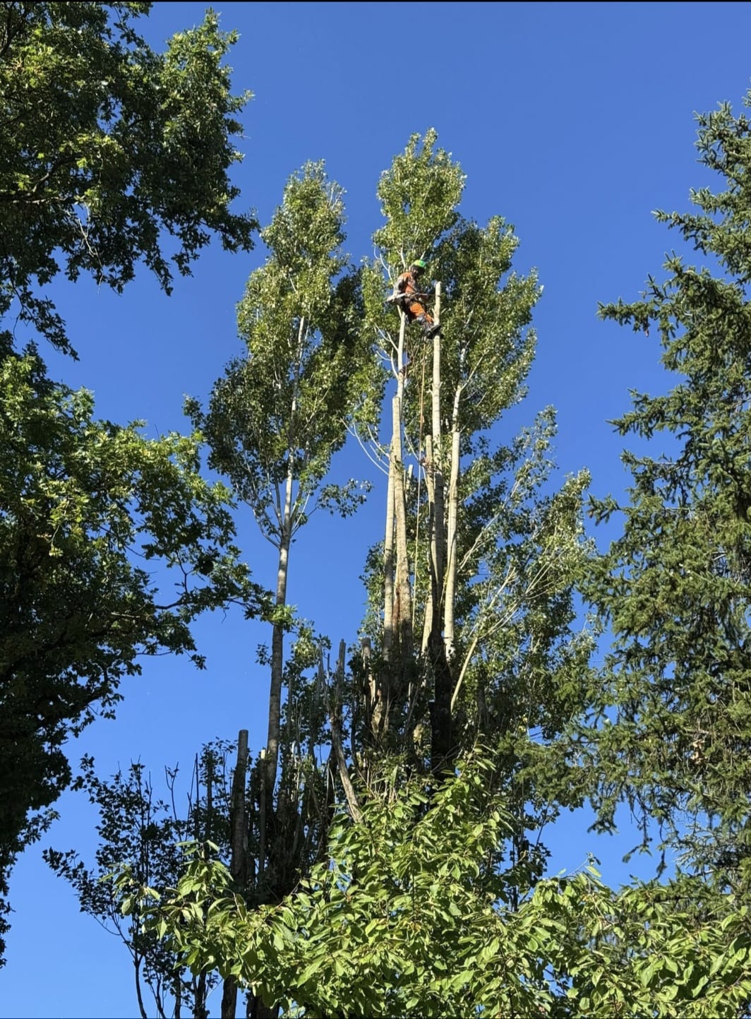 Mickaël Élagueur - Réalisation élagage d'arbre