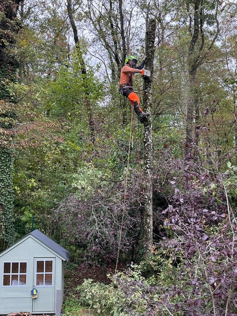 Mickaël Élagueur - Réalisation élagage d'arbre