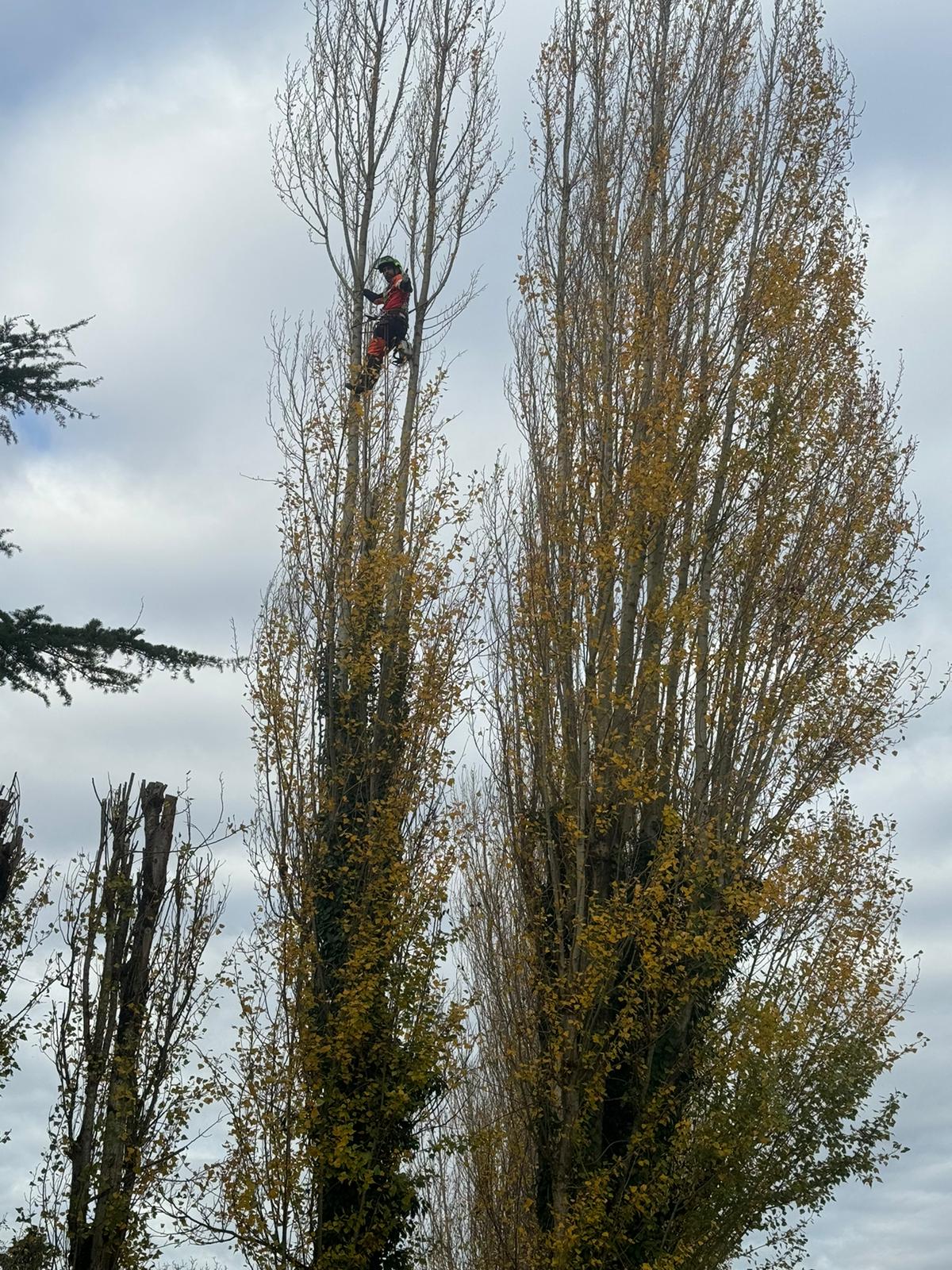 Mickaël Élagueur - Réalisation élagage d'arbre