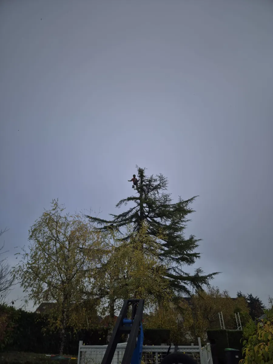 Mickaël Élagueur - Réalisation élagage d'arbre