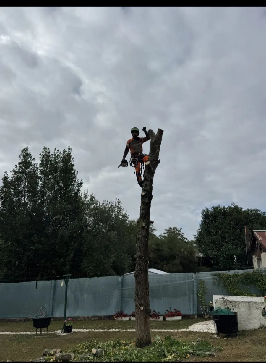 Mickaël Élagueur - Réalisation élagage d'arbre