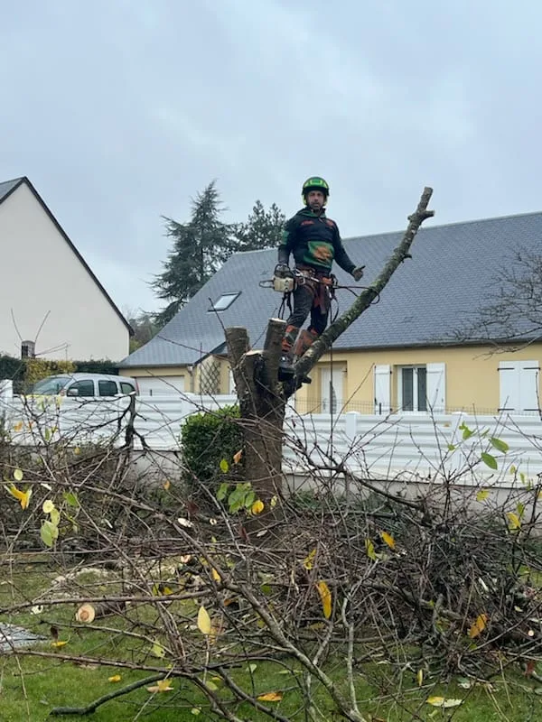 Élagage & taille de formation